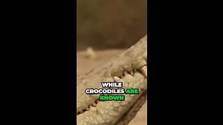 Uncovering Bezul's Insane Relationship with Friendly Crocodiles!