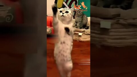 Funny Cats - Cute and Funny Cats Reaction Videos Compilation #20 | Pets and Wild