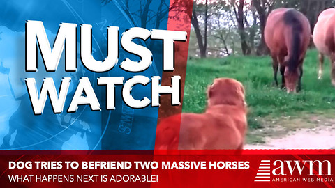 He Sees Two Horses And Thinks They’re Dogs Like Him, Leads To Hilarious Interaction