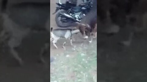 Goat vs bull fight| Funny cute pets lovers, #Shorts