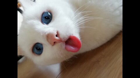 Top 10 Most Cutest Cat Videos 2020 - Cute Cat - Cute Cat Compilation