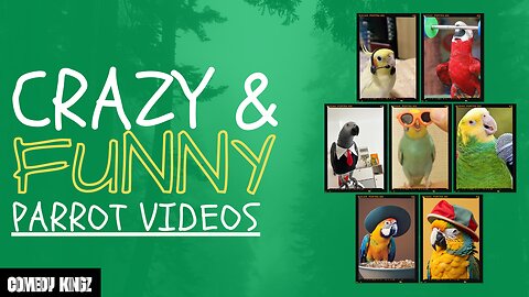 Hilarious Parrot Encounters | Funniest Moments Compilation
