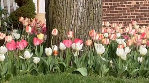 Be 🐝here now the present 🎁 tense "the tulips in Bloomfield