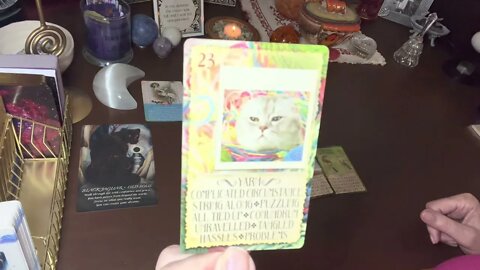 👼 ANGEL MESSAGES ~ ANIMAL TOTEM ~ INTUITIVE EXPERIENCE