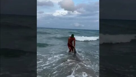 Releasing a beach bull from the other day.