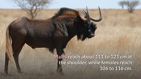 Black wildebeest Description, Characteristics and Facts!