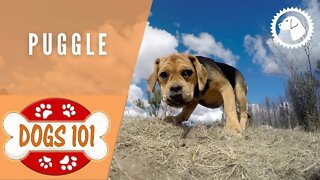 Dogs 101 - PUGGLE - Top Dog Facts about the PUGGLE | DOG BREEDS 🐶 Brooklyn's Corner