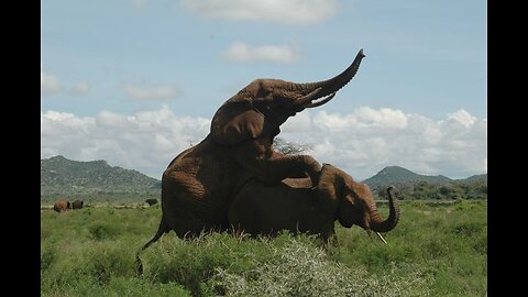 mating of elephants in nature and defense force against predators
