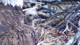 USS Eagles - Eaglet peek-a-boo