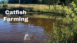 Raising Catfish on my Homestead.