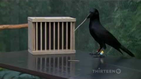 How Smart Are Crows? Scary Smart