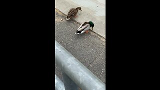 Three Ducks Feeding On The Ground #subscribetomychannel #duck #viral #subscribe #trending #shorts
