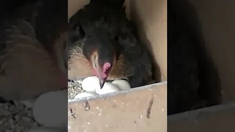 Newborn chicks peep out under hen