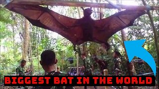 Biggest Bat In The World