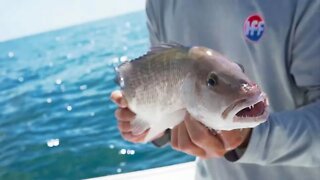 Offshore Tampa Bay Mangrove and Yellowtail Snapper Fishing Quick Trip