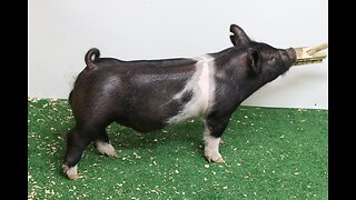 3-3 Crossbred Boar