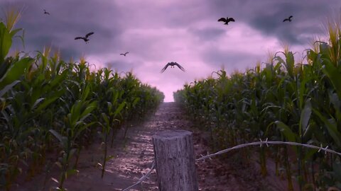 Relaxing Spooky Farm Music - Creepy Corn Fields ★632