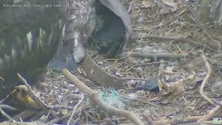 Hays Bald Eagles Trash In The Nest 2022 05 18 17:06