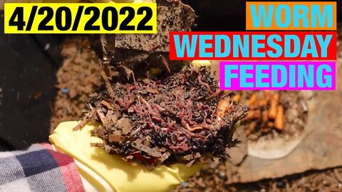 4-20-2022 Worm Wednesday Feeding