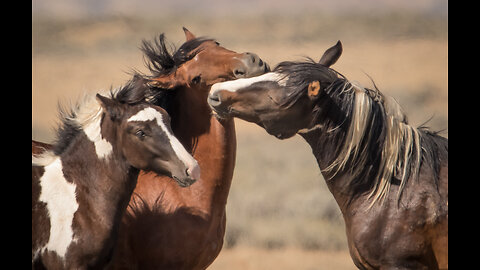 Zipper the Brave Little Stallion of McCullough Peaks in WY by Karen King