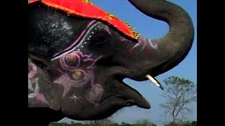 Elephant Beauty Pageant