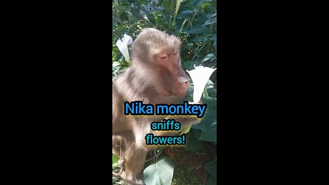 Nika monkey sniffs flowers