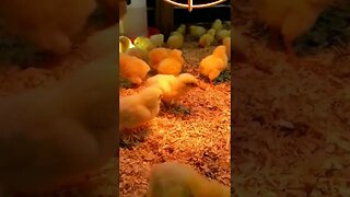 #babychicks #cornishcross #meatchickens #meatbirds #chickens #homesteading #farm #farmanimals