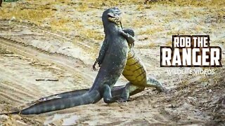 Godzilla Fight? | Battle Of The Monitor Lizards