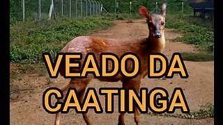 VEADO DA CAATINGA.