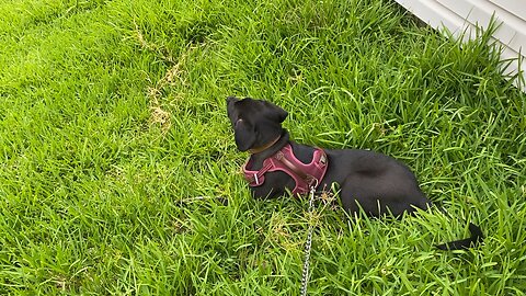 Midnight Just Wants To Lie In The Grass