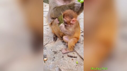 Cute Baby Monkey & Parents Enjoying The Day