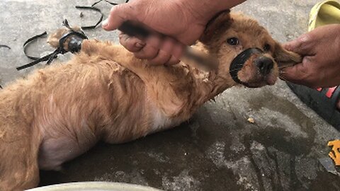 Rescue petty dog from drunk man want kill and eat-Dog poor save
