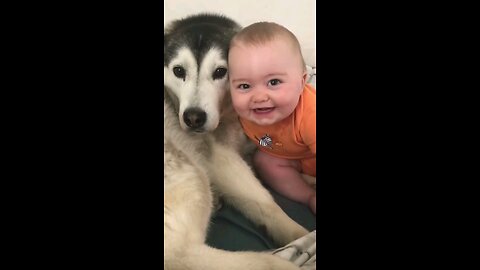 Husky & baby become best friend #shorts