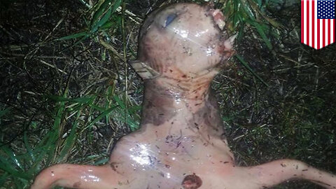 Alien found in California: bizarre mysterious creature found outside San Jose's house - TomoNews