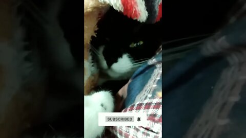 Gato Bartolomeu Tunico frio no Brasil 🐧😺