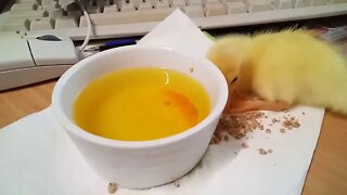 Muscovy Duckling 1 day old (Video 2 )