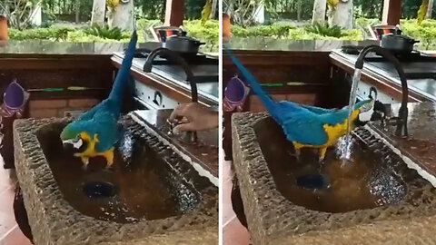 Clever parrot turns on kitchen faucet