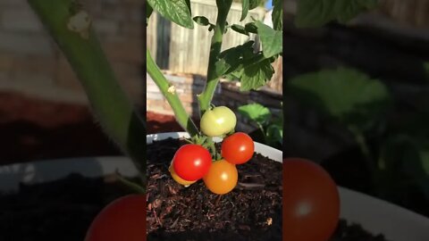 Cherry Tomato Plant week 3 FLOWER STAGE