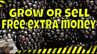 Grow Your Own Blackberry Plants for FREE | Step-By-Step #howto #garden #gardening #gardener #diy