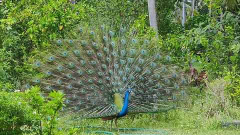 peacock