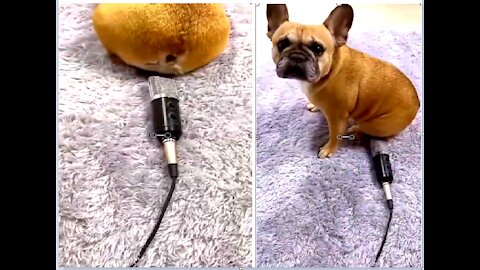 Opss!🤣 Dog Funny Video🐶 Very Funny _ Dog Farting Into The Microphone😱🔊🤣 #Rumble #Dog