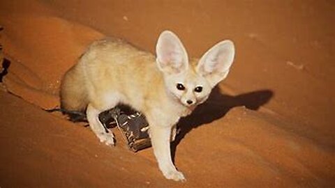 Discovering the Smallest Wild Dog in the Vast Sahara- Anima Lovers