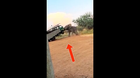 African Bull Elephant VS Safari Truck