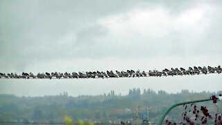 IECV NV #482 - 👀 200+ Pigeons - Rock Doves On The Power Lines🐤🐤🐤🐤🐤🐤🐤🐤🐤🐤🐤🐤🐤🐤🐤🐤🐤11-3-2017