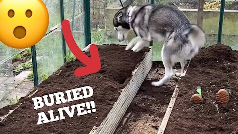 Buried Alive Prank On My Husky Puppy Prank!!