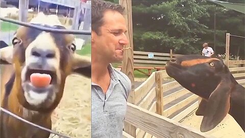 Goats Screaming Like Humans, Try Not to Laugh 🐐 😲 😀 😂 🤣 2023 Compilation