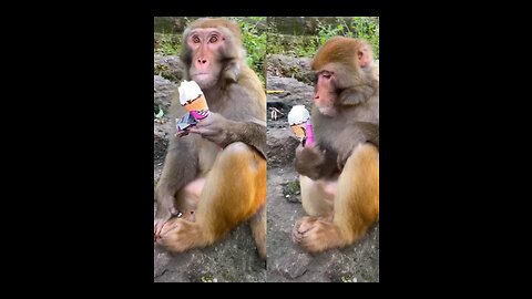 Monkey Enjoy Ice Cream!