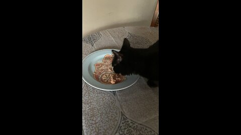 Blackjack eating this morning, part three!