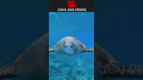 registro incrível de uma tartaruga no fundo do mar
