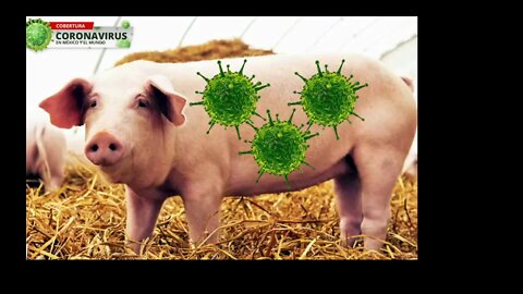 Swine Flu Pandemic On The Way?
